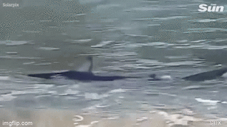 Lạnh người phát hiện cá mập khủng đang bơi gần bờ biển, rất may không có ai đang bơi 