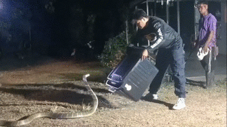Nghe chó sủa không ngừng, chủ nhà ra kiểm tra phát hiện rắn độc khổng lồ đột nhập vào nhà, quá trình vây bắt khiến người xem toát mồ hôi lạnh 