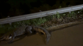 Ớn lạnh cảnh tượng 2 cảnh sát  "vất vả chiến đấu" với cá sấu khủng trên đường cao tốc và cái kết thót tim 