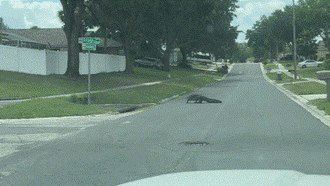 Rùng mình cá sấu khủng băng qua đường, "quái vật 4 chân" còn rít lên khi người lái xe dừng lại để quay video cận cảnh