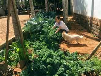 Trồng cải kale chẳng hề khó, mách 'mẹ đảm' học cách làm vườn để có ngay nguồn rau sạch tại gia
