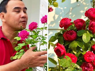 Sở hữu vườn hồng đẹp như ‘xứ sở thần tiên’, vợ MC Quyền Linh chỉ cách chăm hoa từ A - Z không sâu, ít bệnh 