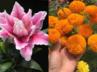 Mua hoa chưng dịp Tết Giáp Thìn 2024 nhớ tránh 6 loại hoa nếu không muốn 'tan nhà nát cửa', làm ăn sa sút