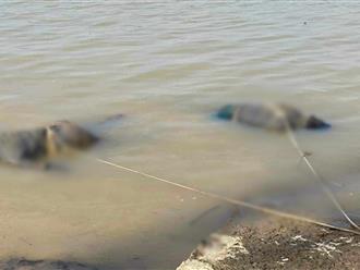Phát hiện 2 thi thể trôi dạt trên sông Lam