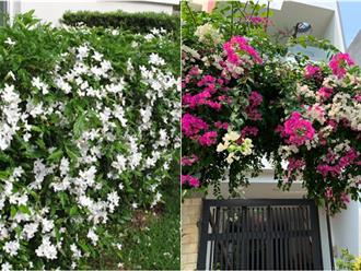 Top 5 loại cây nở hoa quanh năm, gia chủ trồng trong nhà vừa đẹp lại còn thường xuyên nhận lộc Thần Tài 