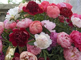 Gợi ý 6 loại hoa trang trí phòng khách mang nhiều ý nghĩa về tài lộc, tình yêu, may mắn và phước lành kéo đến ngập tràn