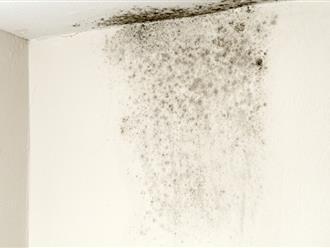 Tường nhà bạn bị ẩm mốc nhưng dùng thuốc tẩy mãi không sạch thì thử thêm 4 cách này 