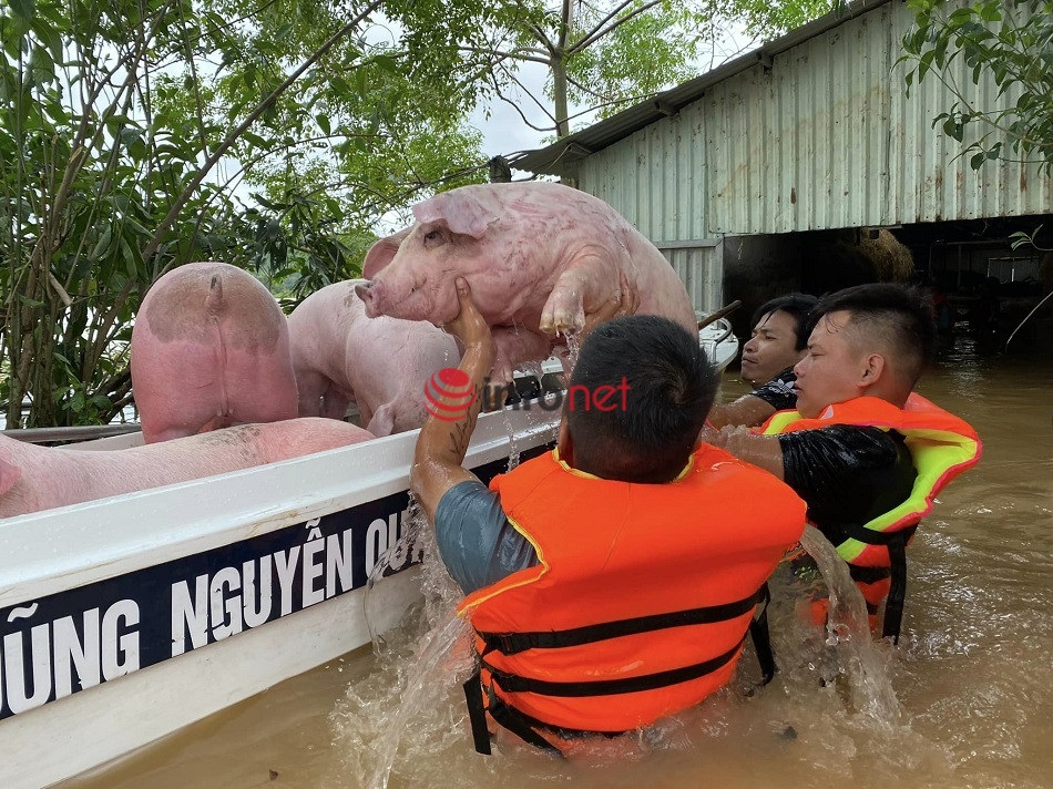 Nghệ An: Dầm mình trong nước lũ, nhóm thanh niên giải cứu hàng trăm con lợn sống sót - Ảnh 5
