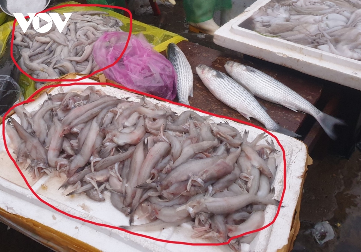 Phát hiện nhiều mẫu cá 'đặc sản' ở chợ dương tính với phoóc môn: Chất này ảnh hưởng tới sức khoẻ như thế nào? - Ảnh 1