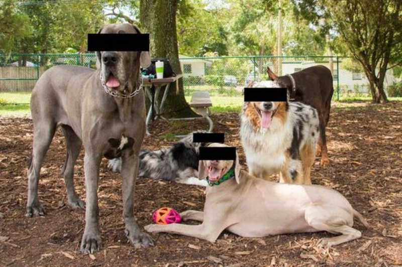 Bé trai cưỡng hiếp 5 chú chó ngay tại nơi hoang vắng, 2 cậu bạn đứng bên cạnh quay lại toàn bộ quá trình rồi đăng lên mạng - Ảnh 1