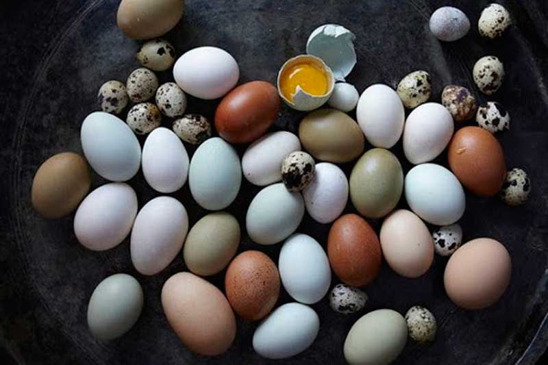 Phân vân giữa trứng vịt vỏ xanh và trắng: Chọn sao cho chuẩn xác? - Ảnh 4
