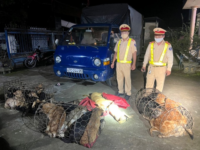 Đắk Lắk: Hai cha con cùng 3 đồng phạm chuyên dùng xe tải trộm chó liên tỉnh bị truy tố - Ảnh 2