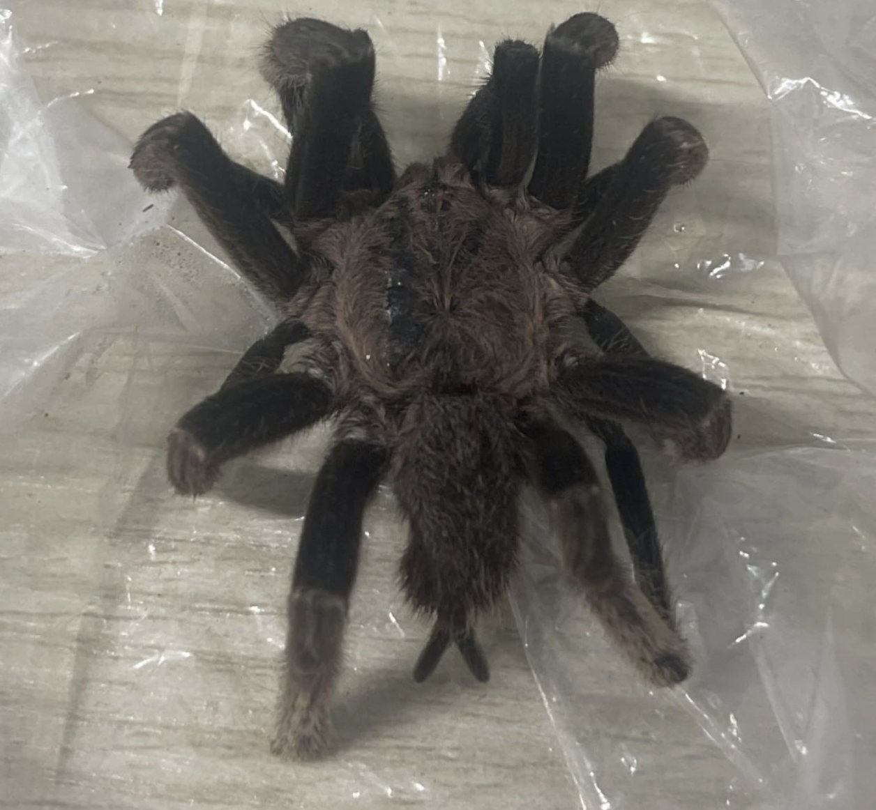 Bị nhện khổng lồ ở Phú Quốc cắn, người đàn ông phải nhập viện cấp cứu, có biểu hiện trúng độc - Ảnh 1