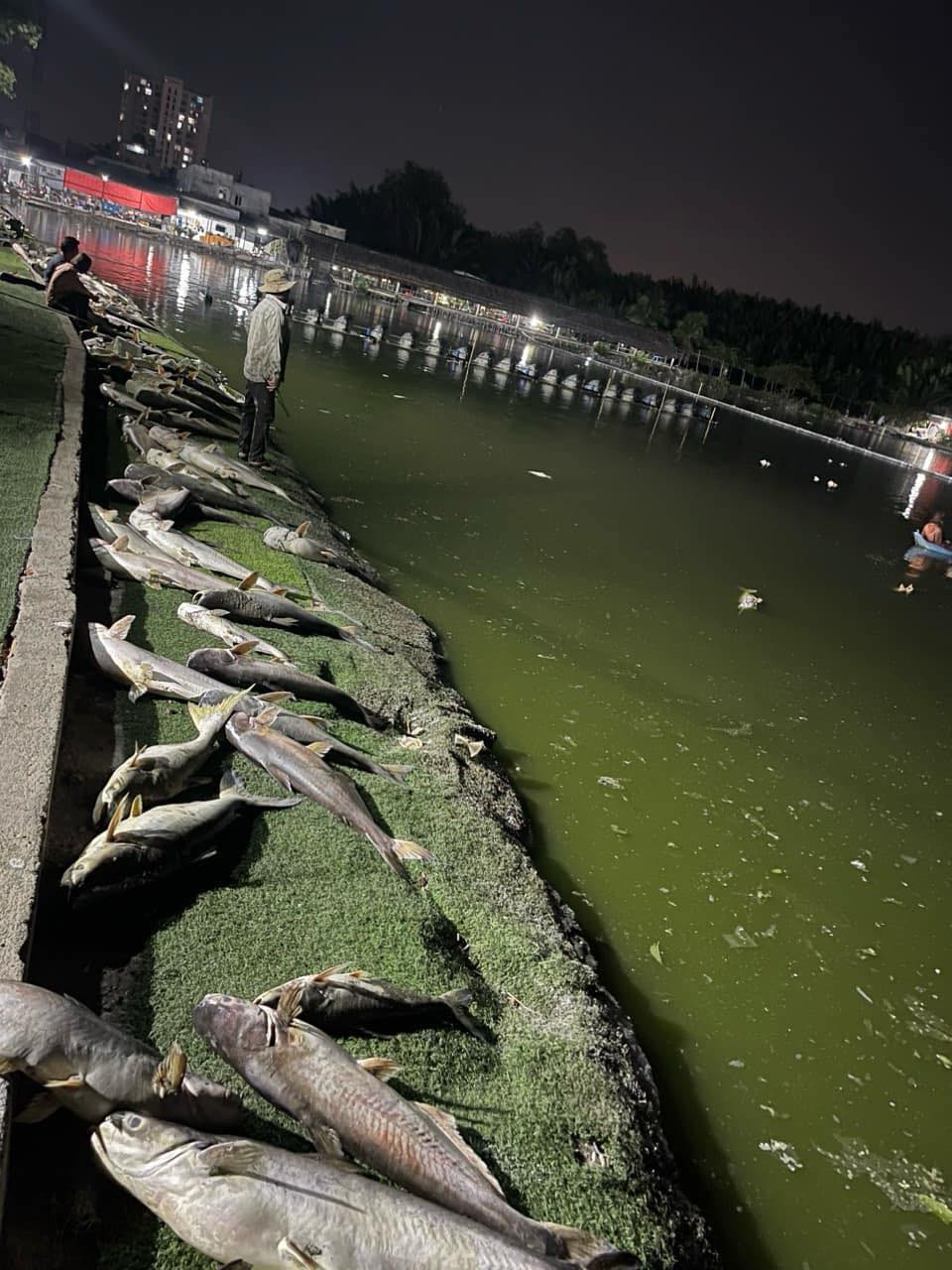 Chủ hồ câu cá 'khóc nghẹn' nhìn 13.000 con cá bự bị chết ngạt, chất đống trên bờ - Ảnh 1