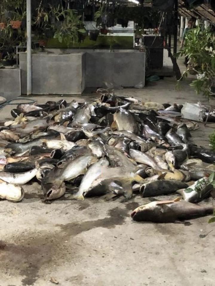 Chủ hồ câu cá 'khóc nghẹn' nhìn 13.000 con cá bự bị chết ngạt, chất đống trên bờ - Ảnh 2