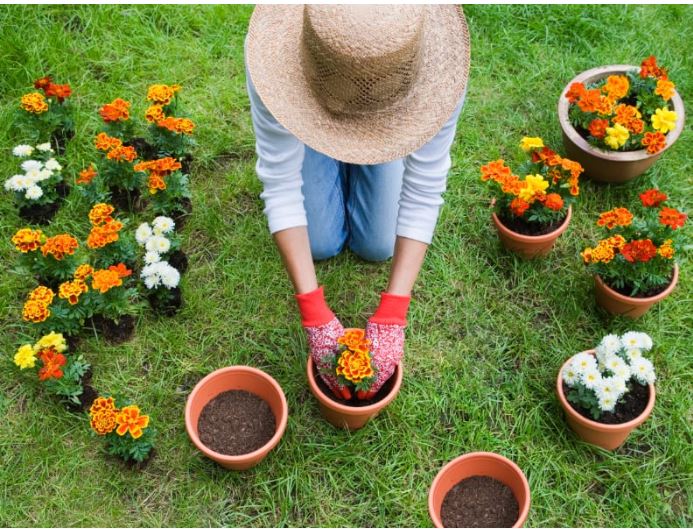 Lợi ích của việc làm vườn đối với sức khoẻ thể chất và tinh thần - Ảnh 1