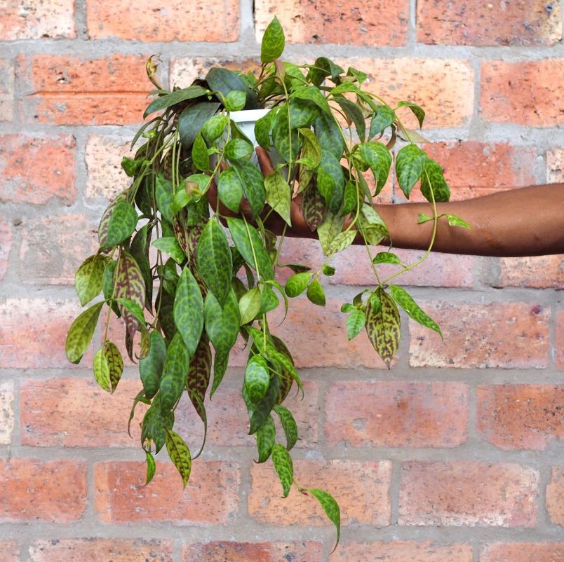 6 loại cây leo vừa dễ trồng vừa tạo cảm giác mát mẻ cho nhà của bạn - Ảnh 6