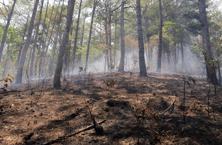 Cháy rừng nguyên sinh 70 năm tuổi ở Đà Lạt: Lửa vẫn âm ỉ không tắt, 10 ha rừng bị ảnh hưởng - Ảnh 3