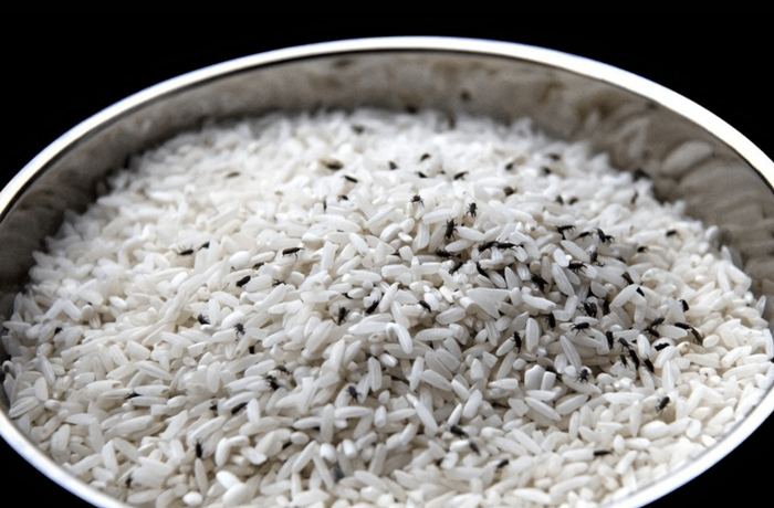 Gạo sử dụng lâu ngày xuất hiện mối mọt, là do bạn chưa thử những mẹo sau để trắng tinh và thơm dẻo như mới - Ảnh 1