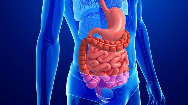 “Sức mạnh” của củ nghệ được tiết lộ: Tăng cường vi khuẩn có lợi cho đường ruột - Ảnh 2