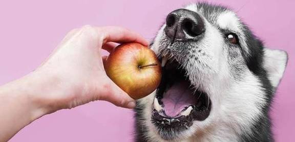 'quàng thượng' ăn trái cây không? Top 4 loại quả không những bổ dưỡng mà còn rất tốt cho sức khỏe thú cưng - Ảnh 4
