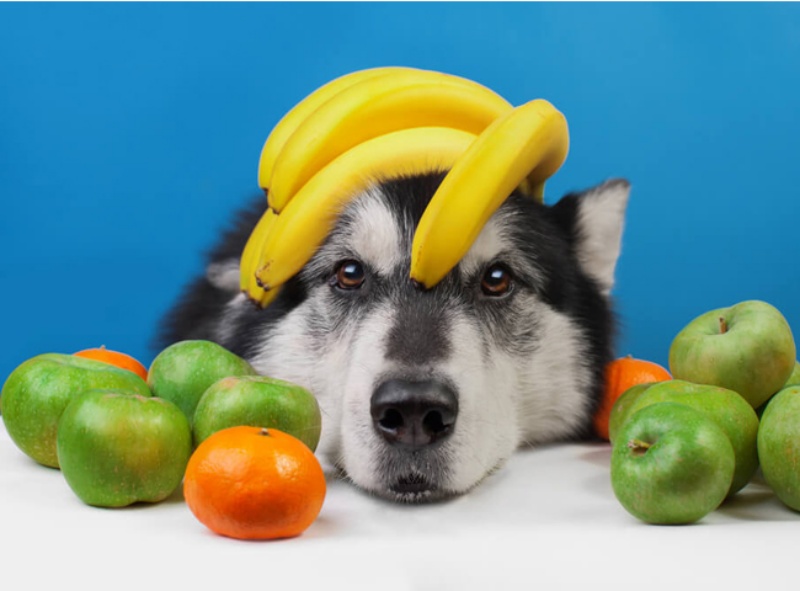 'quàng thượng' ăn trái cây không? Top 4 loại quả không những bổ dưỡng mà còn rất tốt cho sức khỏe thú cưng - Ảnh 1