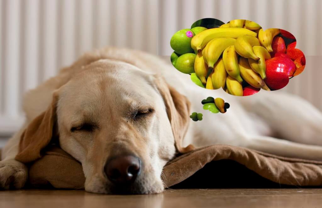 'quàng thượng' ăn trái cây không? Top 4 loại quả không những bổ dưỡng mà còn rất tốt cho sức khỏe thú cưng - Ảnh 8