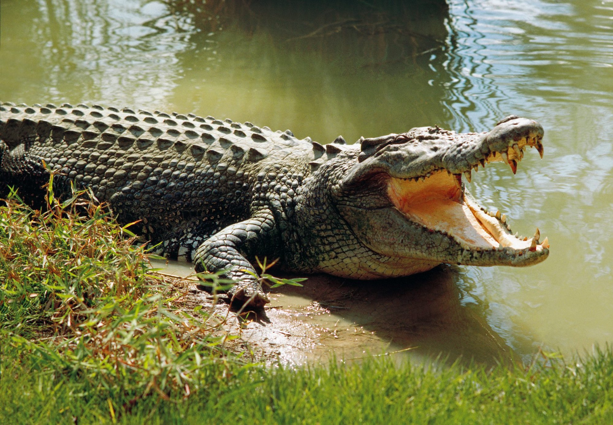 Bé gái 12 tuổi đi bơi bị cá sấu tấn công: Thi thể nổi trên sông sau 2 ngày tìm kiếm  - Ảnh 1