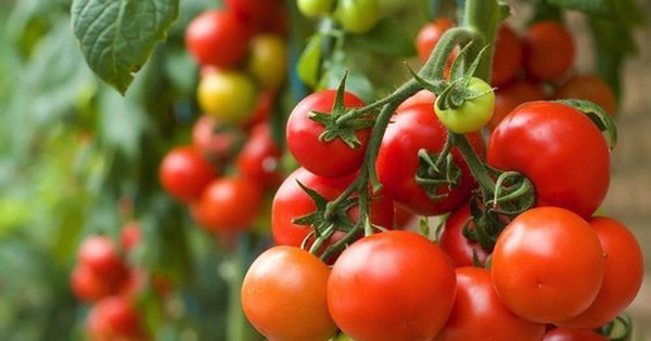 Vì sao cơ thể cần phải giải độc thường xuyên? Cách giúp bạn thải độc tố hiệu quả chỉ từ cà chua, tỏi và nghệ - Ảnh 7